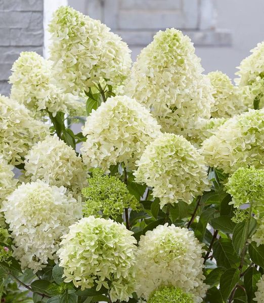 Hydrangea paniculata 'Skyfall'